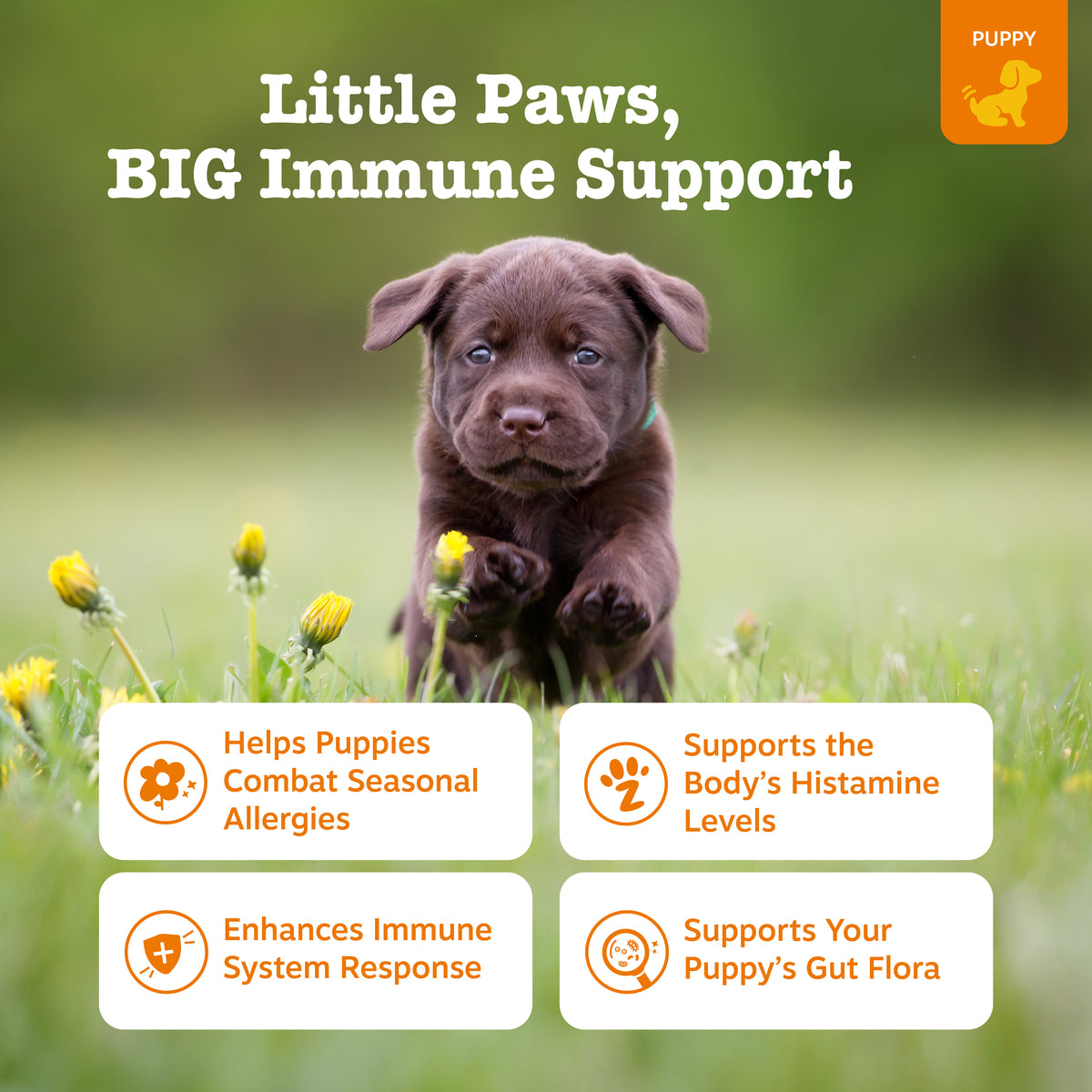 Brown puppy sitting in grass with yellow flowers, product packaging information displayed below.