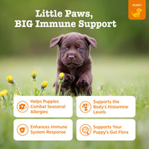 Brown puppy sitting in grass with yellow flowers, product packaging information displayed below.