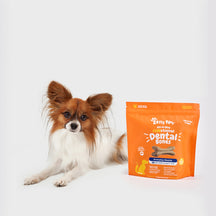 Small brown and white dog next to orange package of dental bones treats.