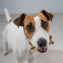 Brown and white dog holding tan-colored bone-shaped chews in its mouth.