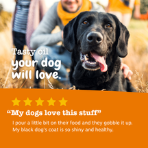Black Labrador with tongue out sitting with people outdoors, with five-star review text below.