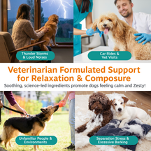 Four photos showing dogs in different situations: during a thunderstorm, at a veterinary visit, meeting unfamiliar people, an