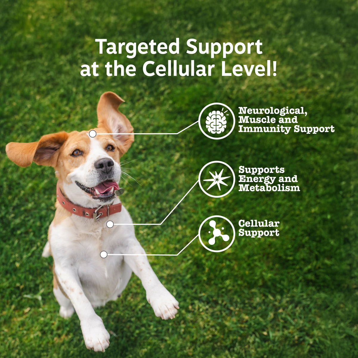 Healthy Aging NAD+ Precursor Powder for Dogs
