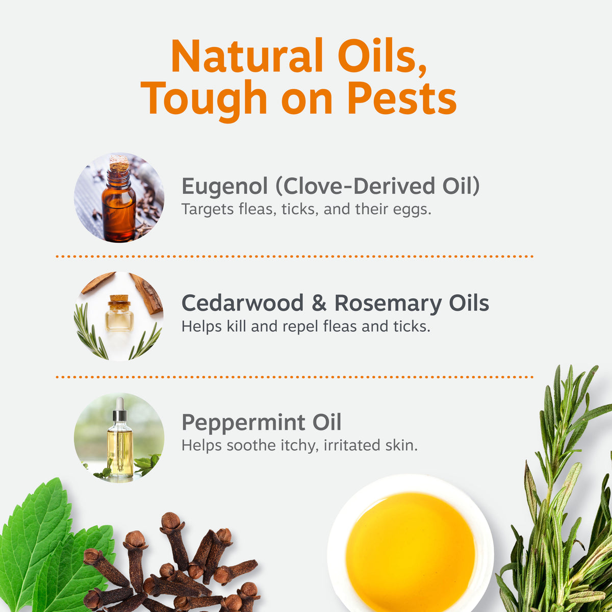 Infographic showing natural oil ingredients for dog shampoo: eugenol, cedarwood, rosemary, and peppermint with product benefi