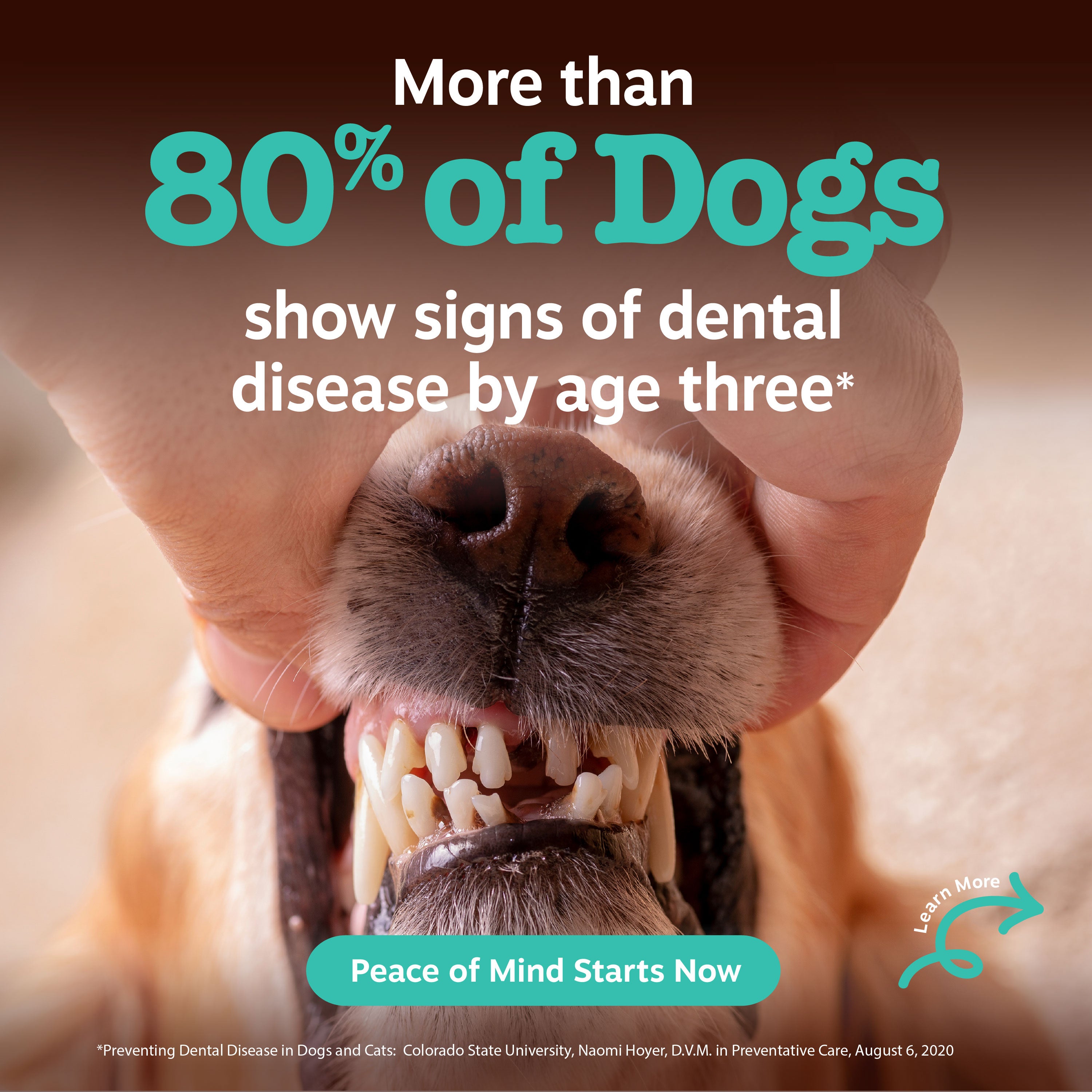 Dog's mouth and teeth shown open with human hands holding jaw, displaying dental health information text.