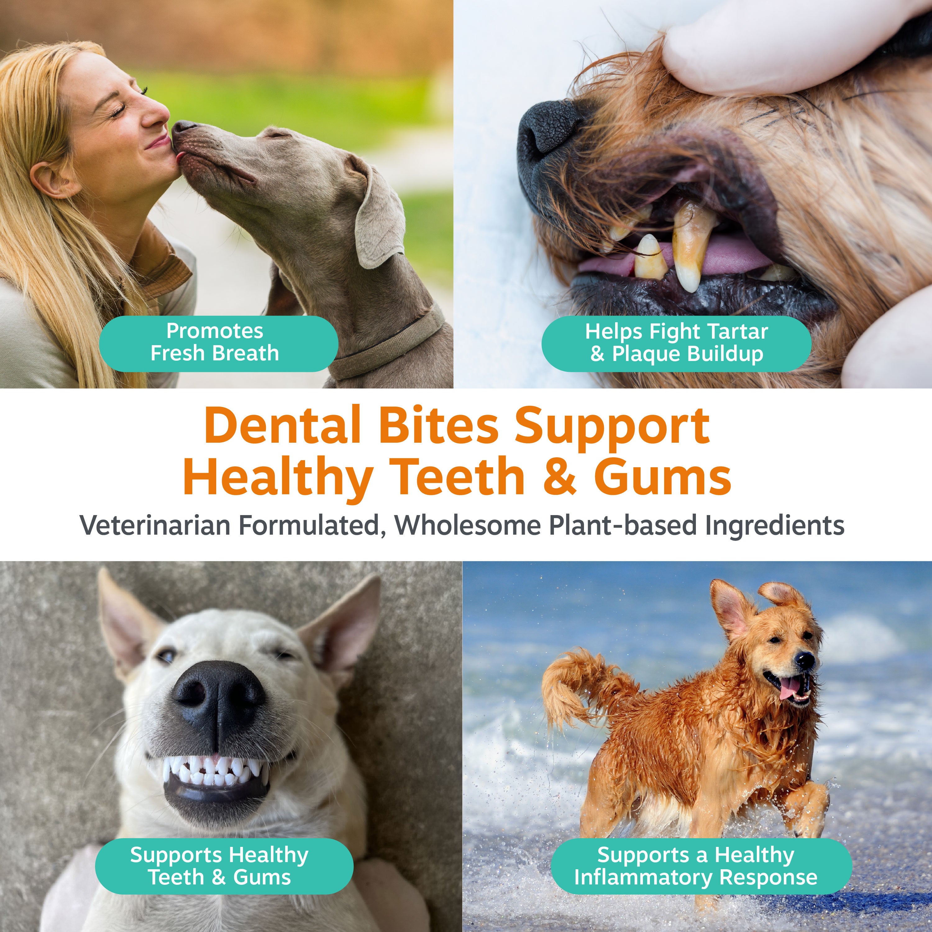 Woman's face close to gray dog's face; close-up of dog's mouth with treat; white dog's face showing teeth; brown dog running 