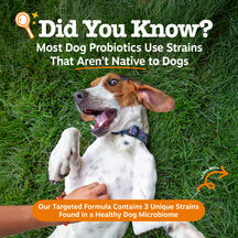 Dog lying on grass with text about dog probiotics and a targeted formula.
