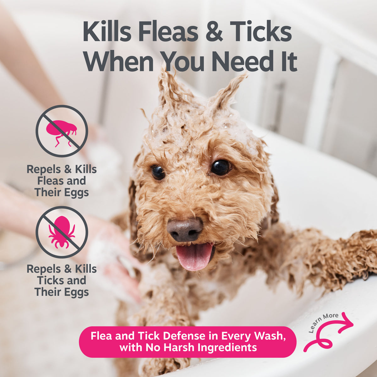 Tan curly-haired dog with tongue out, wet from bathing, with text and icons describing flea and tick shampoo benefits.