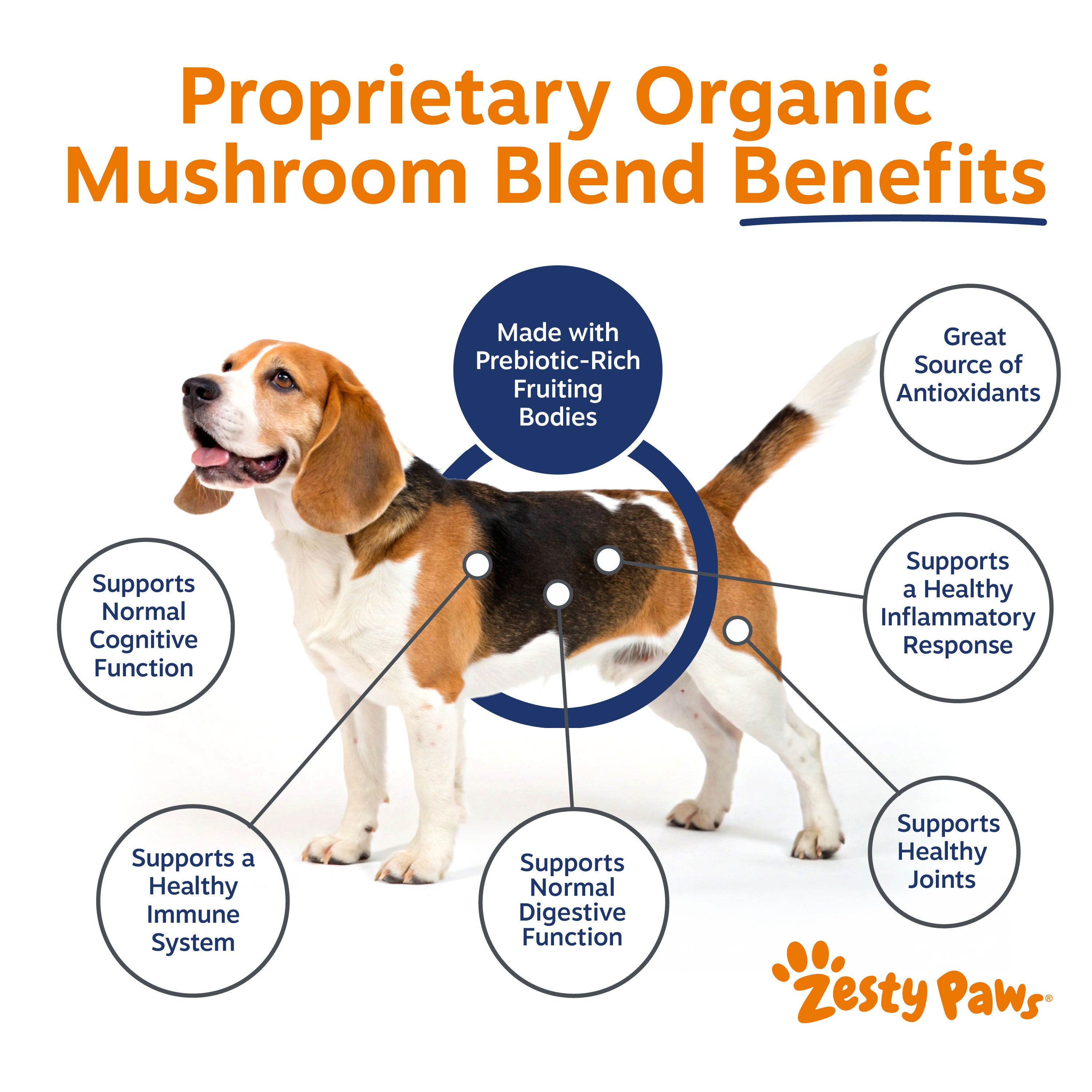 Beagle with benefit callouts for mushroom powder including prebiotic-rich fruiting bodies, antioxidants, and joint support.