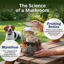 Person holding glass jar with mushroom, mycelium, and soil; dog in background on grass.