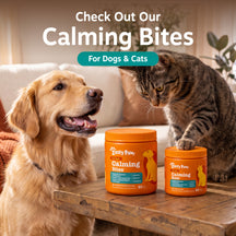 Golden retriever and tabby cat on a couch with two orange bottles of calming bites on a wooden table.