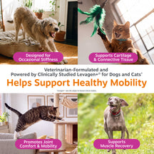 Hip and Joint Drops supplement bottle with dogs and cats demonstrating mobility and play activities indoors and outdoors.