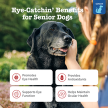 Senior black dog with graying muzzle being hand-fed a treat outdoors, with benefit icons displayed below.
