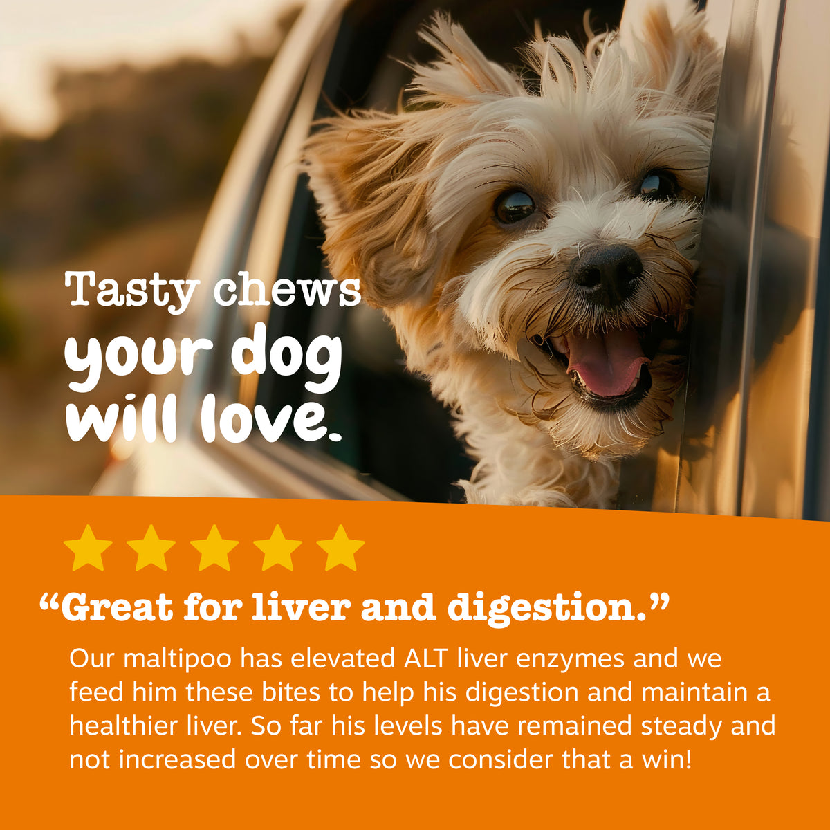 Small tan and white dog looking out car window with tongue out.