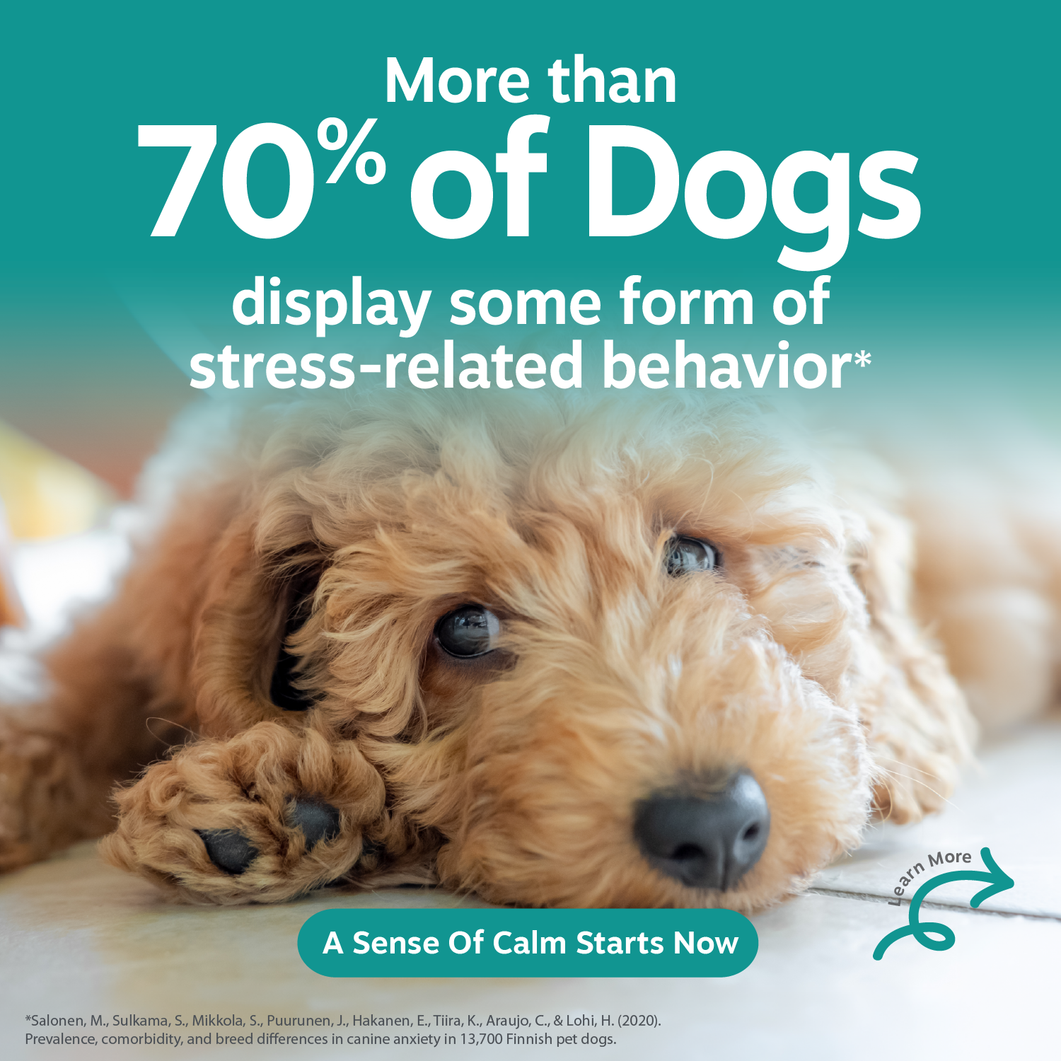 Light brown curly-haired dog lying down with text overlay about dog stress statistics on teal background.