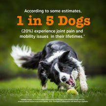 Black and white dog on grass with text about joint health statistics for dogs.