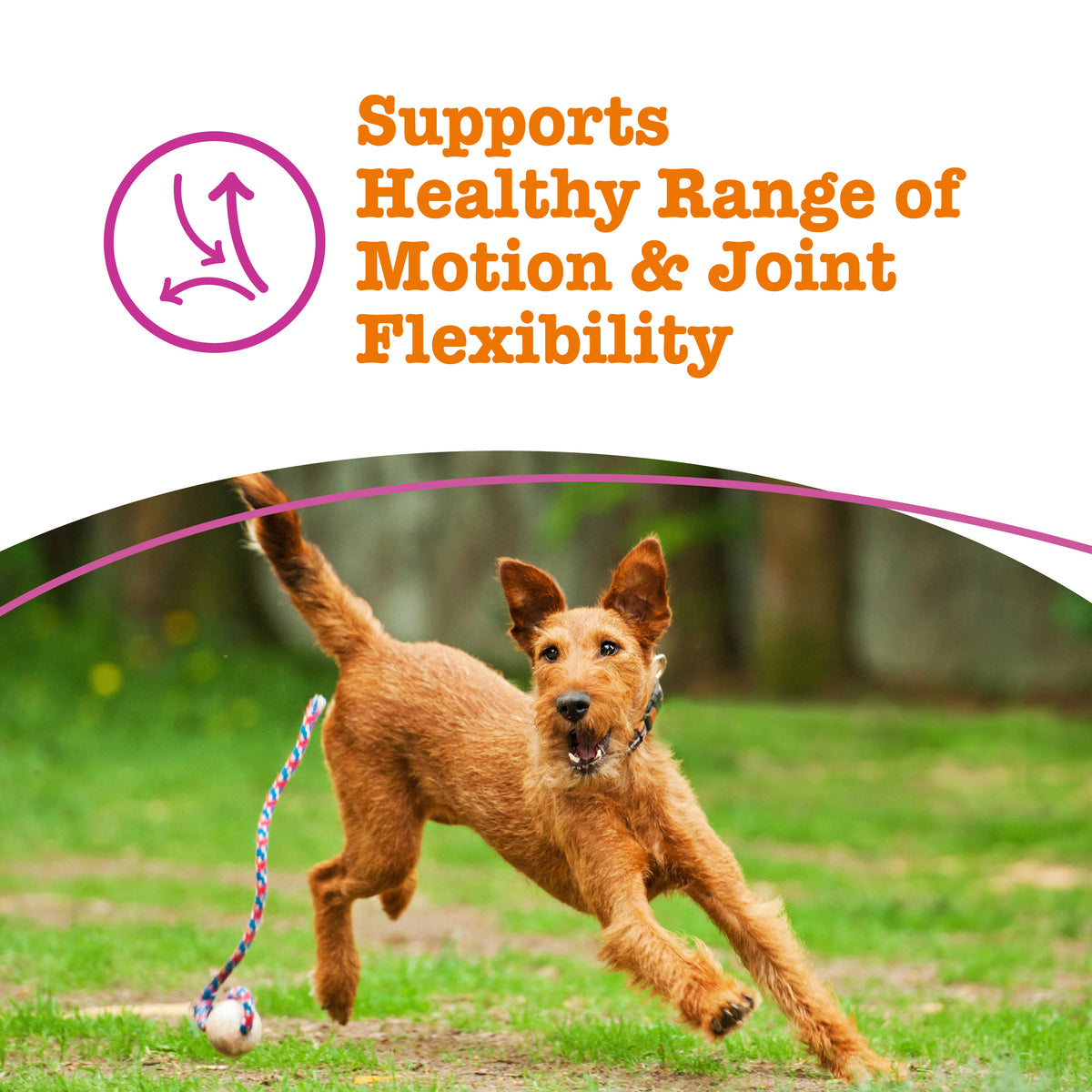Brown dog running on grass with a leash, with text about joint support above.