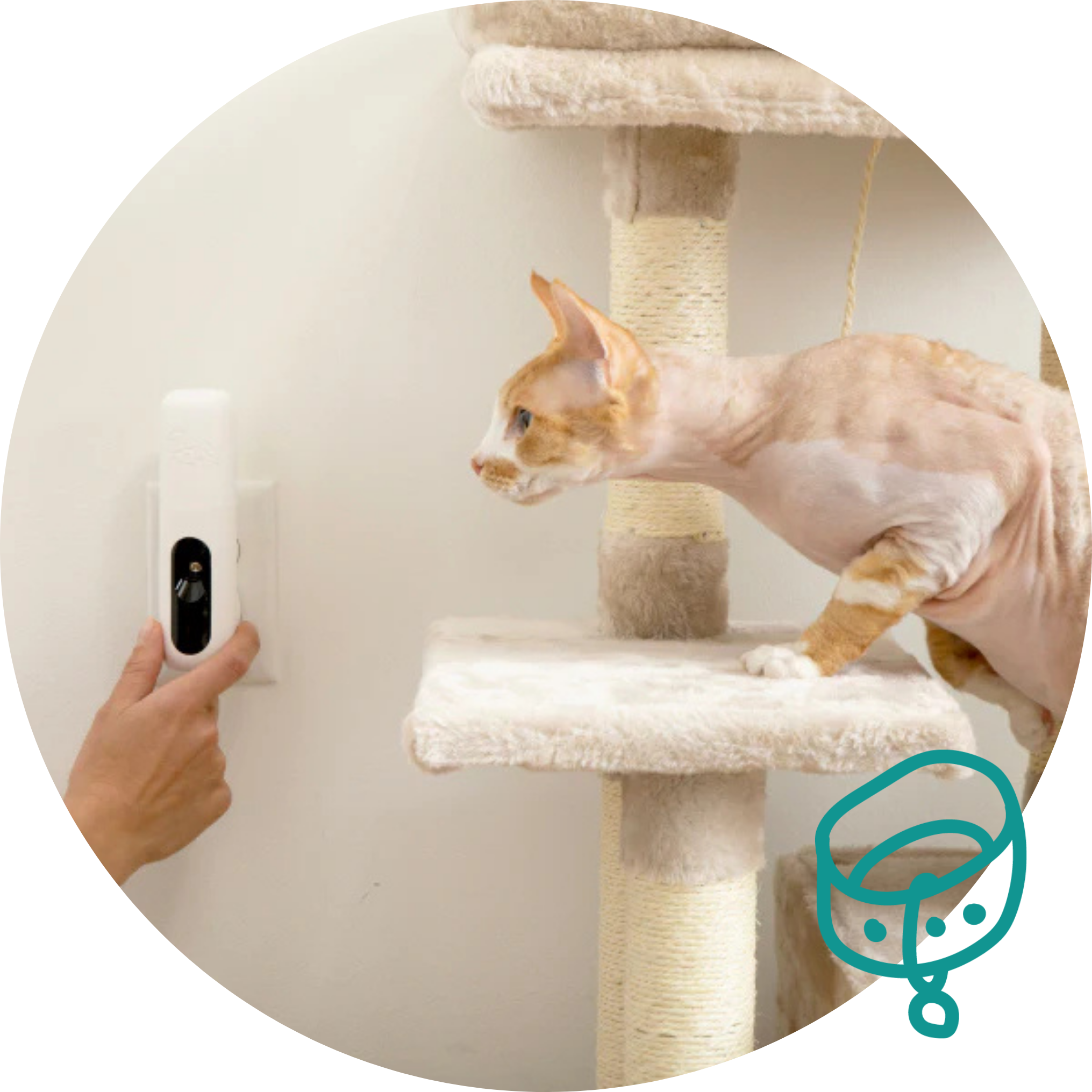 Cat on a scratching post with a diffuser dispenser, on a white background