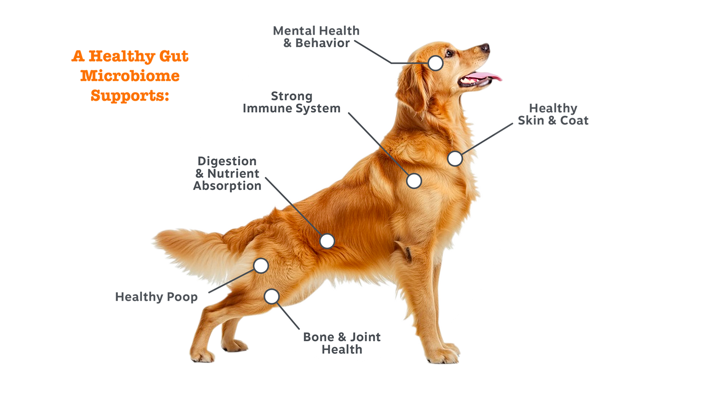 A golden retriever dog on a white background with text reading 'A Healthy Gut Microbiome Supports:' and callout labels pointing to mental health & behavior, strong immune system, digestion & nutrient absorption, healthy skin & coat, healthy poop, and bone & joint health.