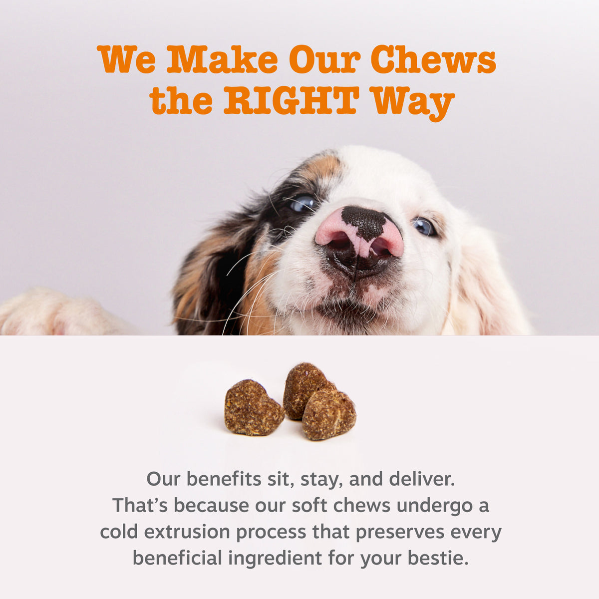 Ancient Elements™ Probiotic Bites™ for Dogs