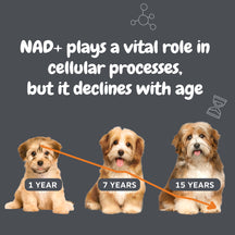 Three dogs at different ages (1, 7, and 15 years) with a declining orange line graph showing NAD+ levels across lifespan.