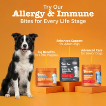 Black and white dog with three bottles of Zesty Paws Allergy & Immune Bites in orange and black containers on orange pedestal