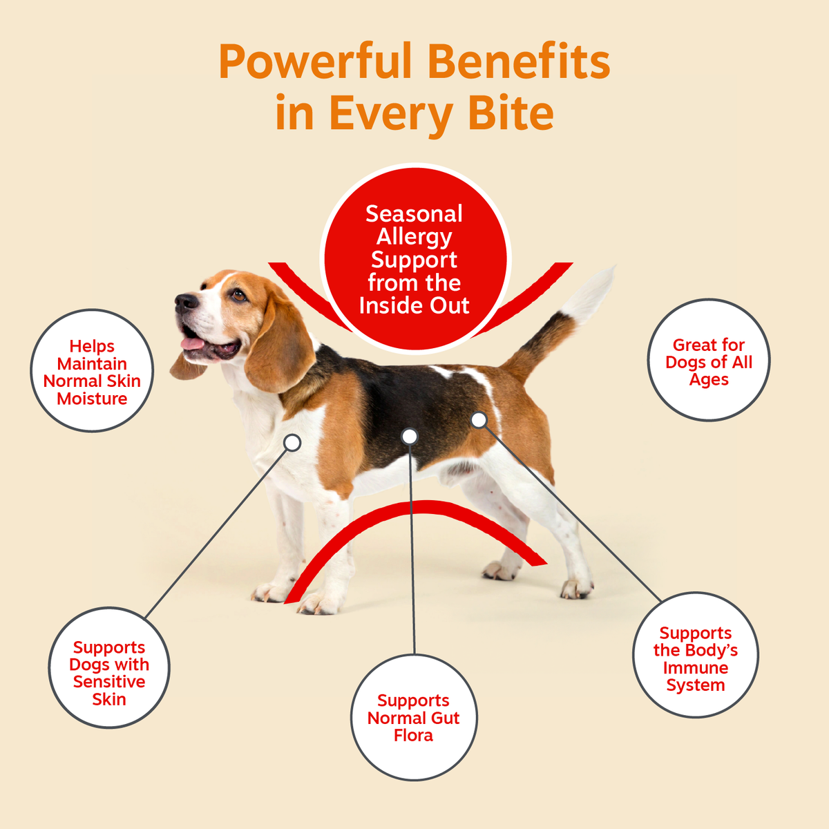 Brown and white beagle with infographic showing allergy and immune support benefits labeled on body diagram.