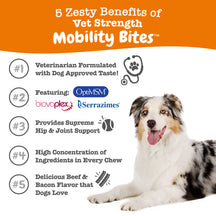 Brown and white dog lying down next to text listing five benefits of Vet Strength Mobility Bites on orange and white backgrou